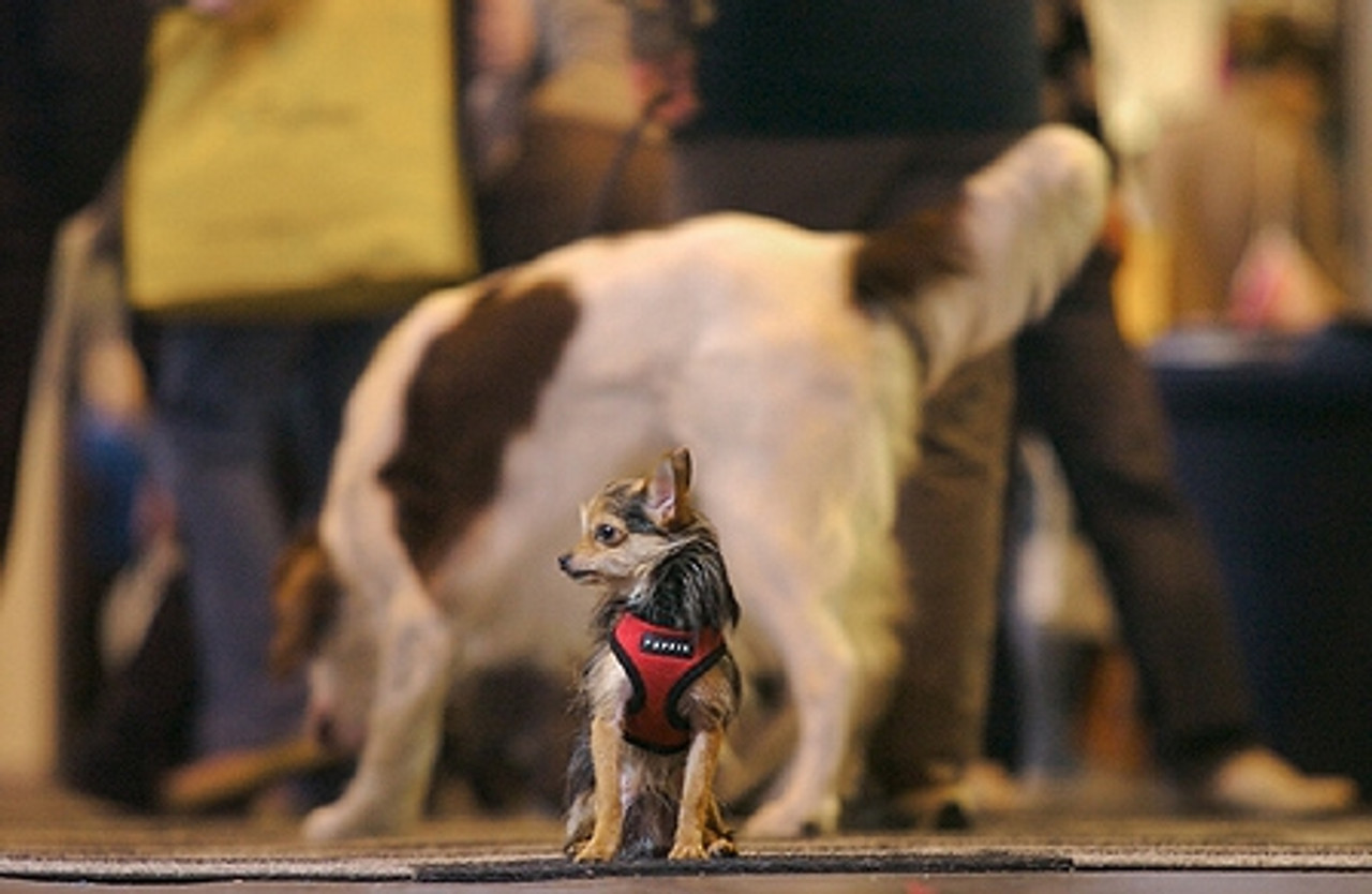 Dennis, the smaller yorkie obtained the U.K. Good 